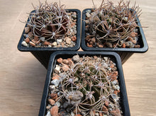 Lobivia cardenasiana WR498