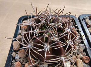Lobivia cardenasiana WR498