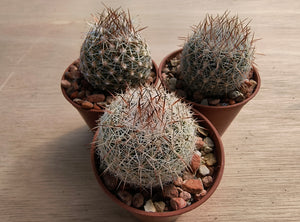 Coryphantha vivipara SB129