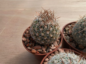 Coryphantha vivipara SB129