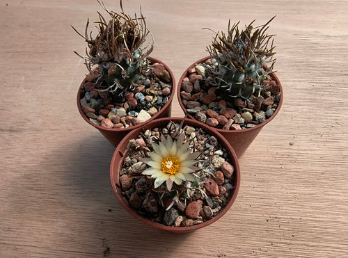 Turbinicarpus flaviflorus
