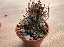 Turbinicarpus flaviflorus