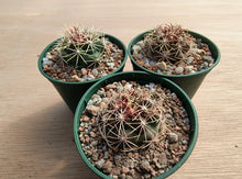 Thelocactus bicolor L794a