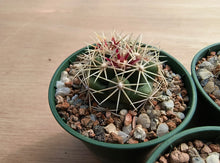 Thelocactus bicolor L794a