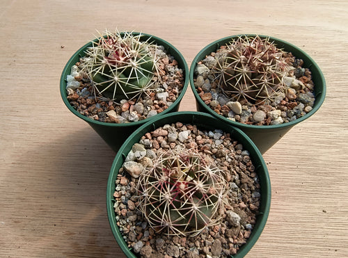 Thelocactus bicolor L794a