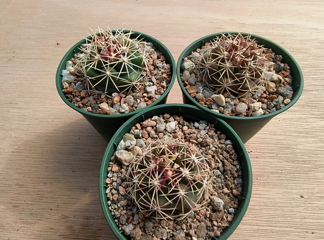Thelocactus bicolor L794a