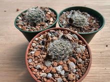 Mediolobivia steinmannii var applanata R486