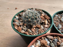 Mediolobivia steinmannii var applanata R486