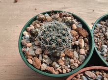 Mediolobivia steinmannii var applanata R486