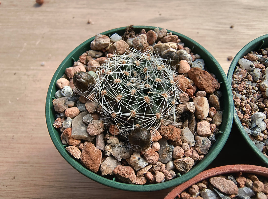 Mediolobivia steinmannii var applanata R486