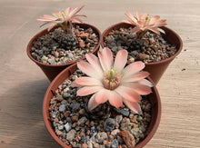 Mediolobivia haagei v. orurensis JO558