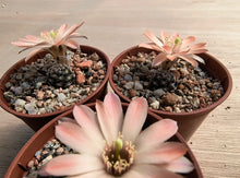 Mediolobivia haagei v. orurensis JO558