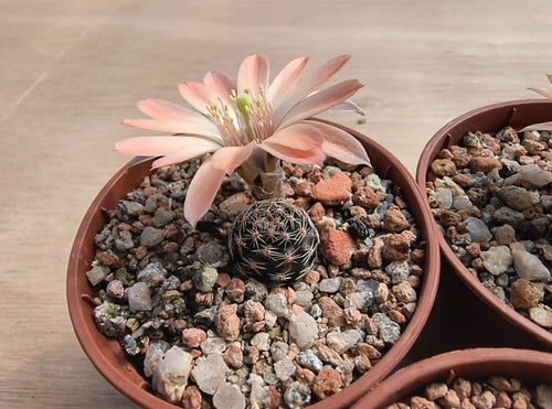 Mediolobivia haagei v. orurensis JO558