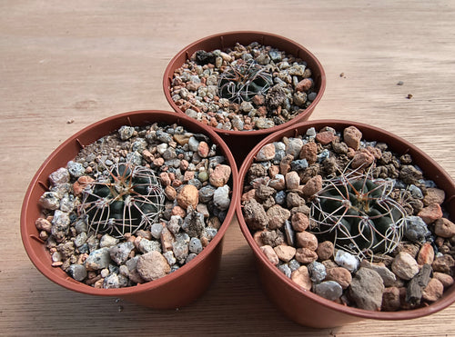 Gymnocalycium sutterianum subsp. dolezalii VoS634