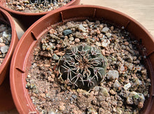 Gymnocalycium stellatum RF1082