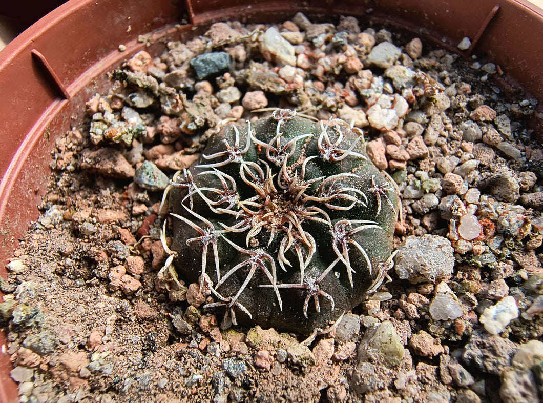 Gymnocalycium stellatum RF1082