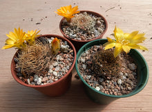 Sulcorebutia candiae WR245