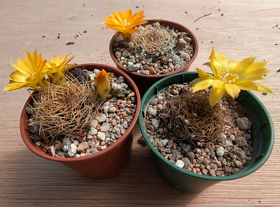 Sulcorebutia candiae WR245