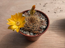 Sulcorebutia candiae WR245