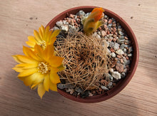 Sulcorebutia candiae WR245