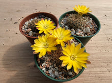 Sulcorebutia cardenasiana WR609
