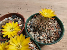Sulcorebutia cardenasiana WR609