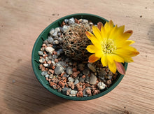 Sulcorebutia cardenasiana WR609