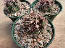 Thelocactus bicolor LH327