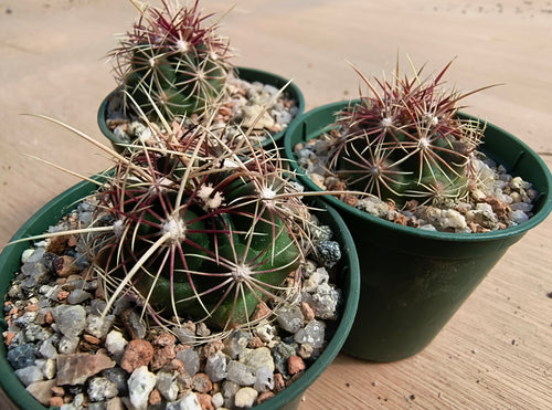 Thelocactus bicolor LH327