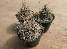 Echinocereus fendleri v.rectispinus SB456