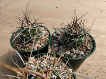 Echinocereus fendleri v.rectispinus SB456