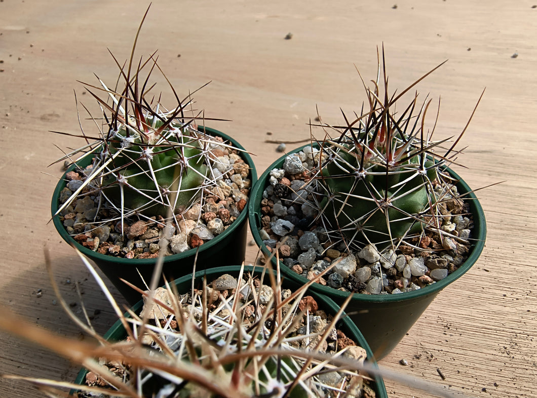 Echinocereus fendleri v.rectispinus SB456