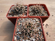Acanthocalycium ferrarii R572