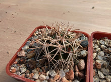 Acanthocalycium ferrarii R572