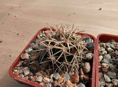Acanthocalycium ferrarii R572