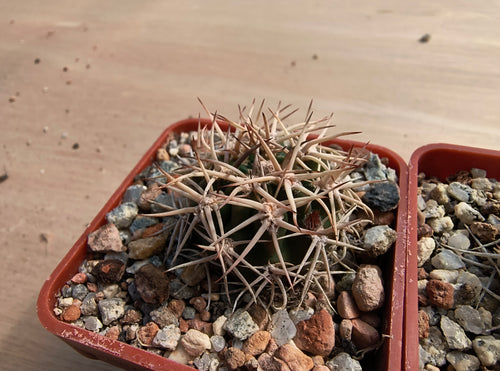 Acanthocalycium ferrarii R572
