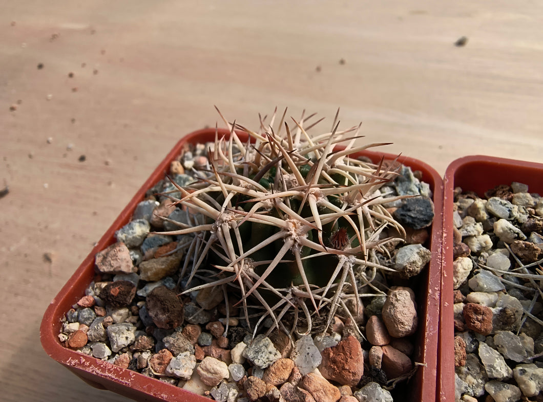 Acanthocalycium ferrarii R572