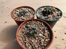 Lobivia pugionacantha v. salitrensis TB64.1