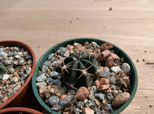 Lobivia pugionacantha v. salitrensis TB64.1