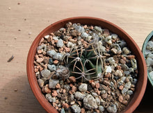 Lobivia pugionacantha v. salitrensis TB64.1