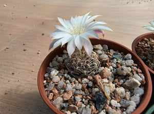 Sulcorebutia roberto-vasquezii LH1476