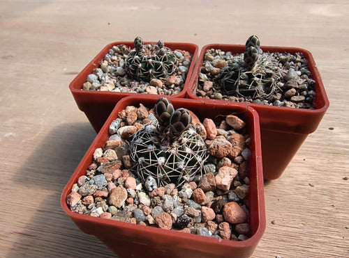 Gymnocalycium stellatum CH1074