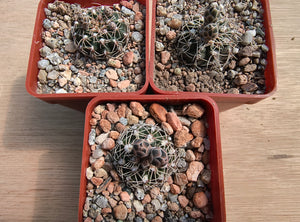 Gymnocalycium stellatum CH1074
