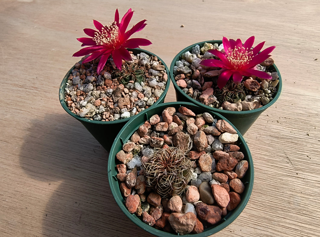 Sulcorebutia canigueralii RH3199/3