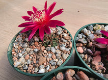 Sulcorebutia canigueralii RH3199/3