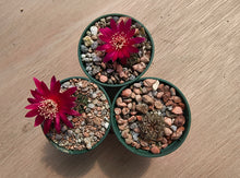 Sulcorebutia canigueralii RH3199/3