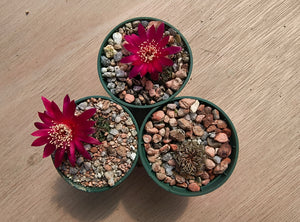 Sulcorebutia canigueralii RH3199/3