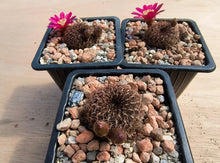 Sulcorebutia heinzii HS151