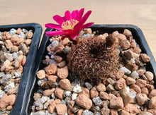 Sulcorebutia heinzii HS151