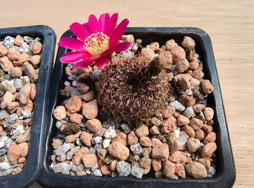 Sulcorebutia heinzii HS151